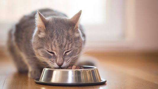 cat eating out of a bowl on the floor