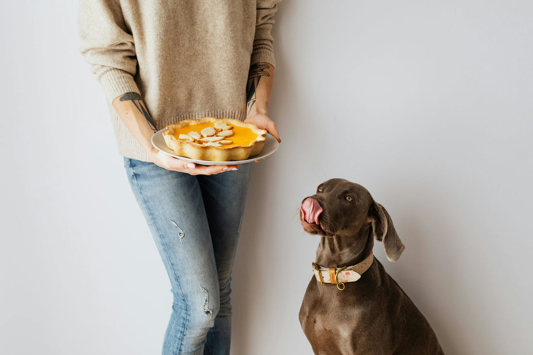 10 Things to Avoid Feeding Your Pets from the Holiday Table