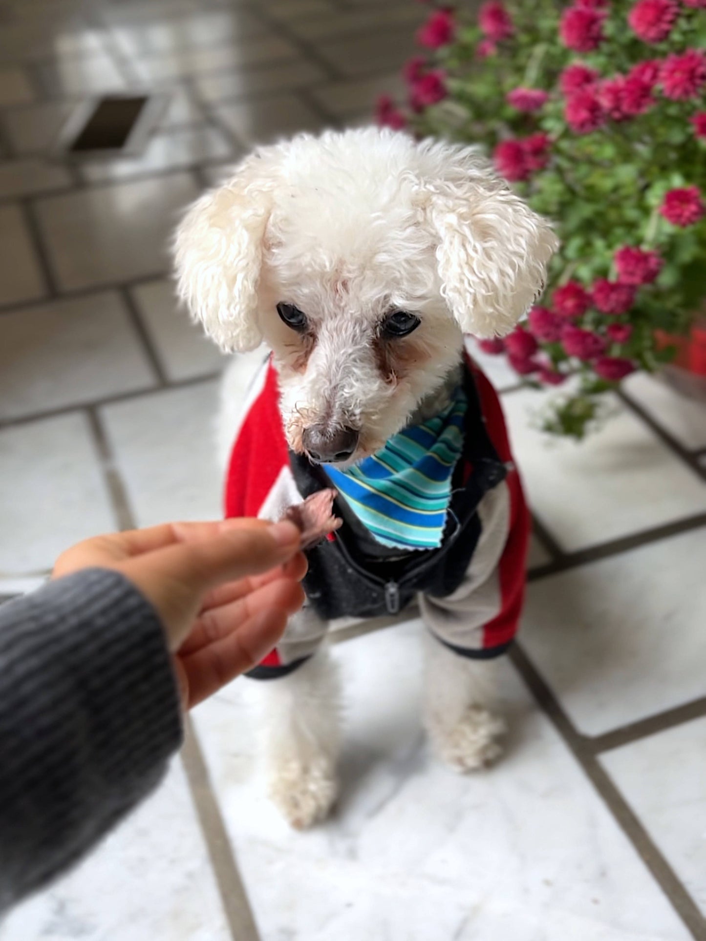 Little white dog about to eat a piece of the Moo Moo Beef Jerky dog treat