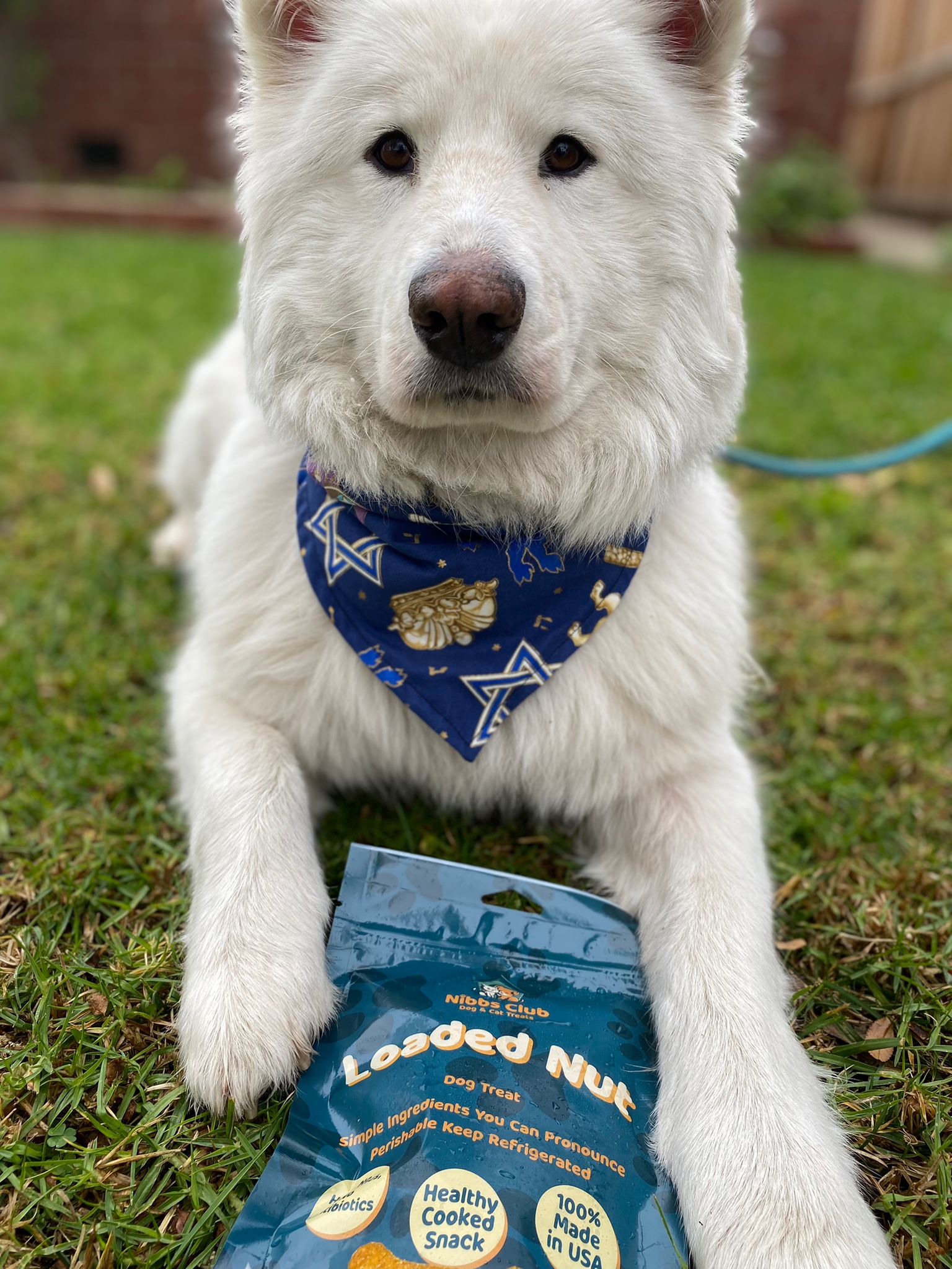 The snackening dog clearance treats